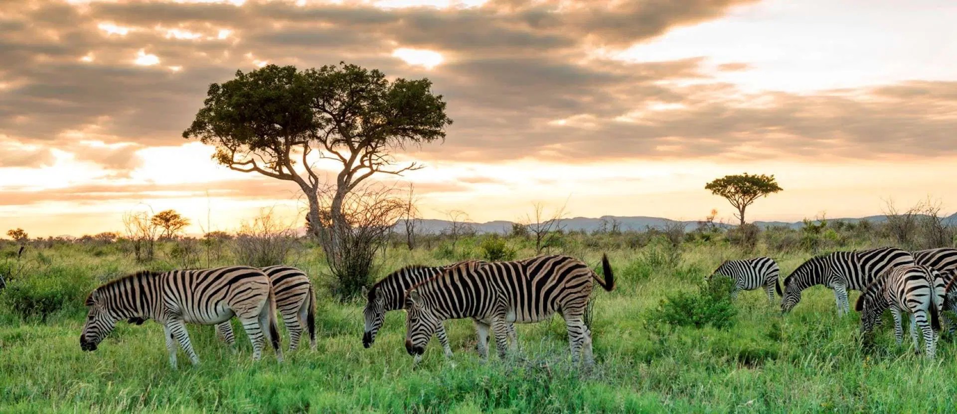 Photo of Zebras in South Africs