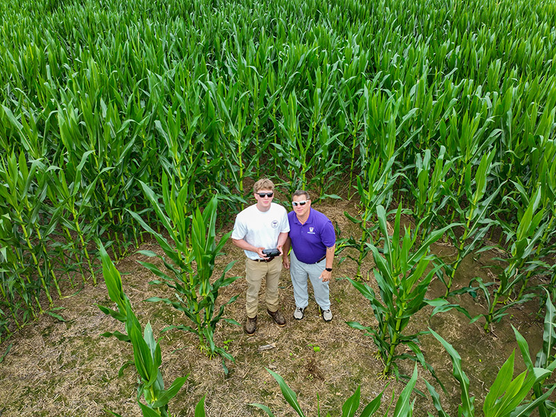 Student and instructor stand among rows of corn while using drone technology during a precision agriculture field exercise.