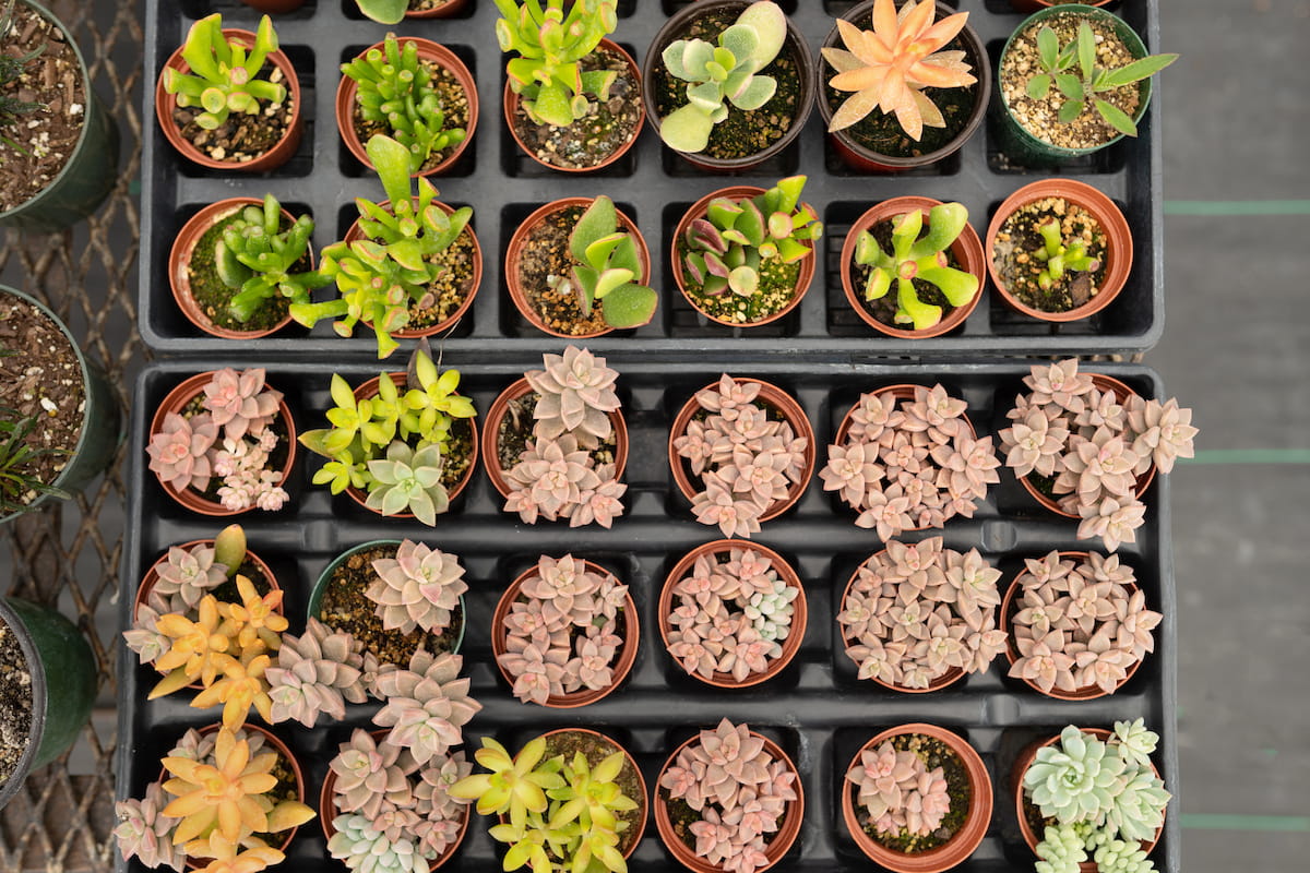Horticulture instructor examines trays of young plants beside a greenhouse at Tennessee Tech.