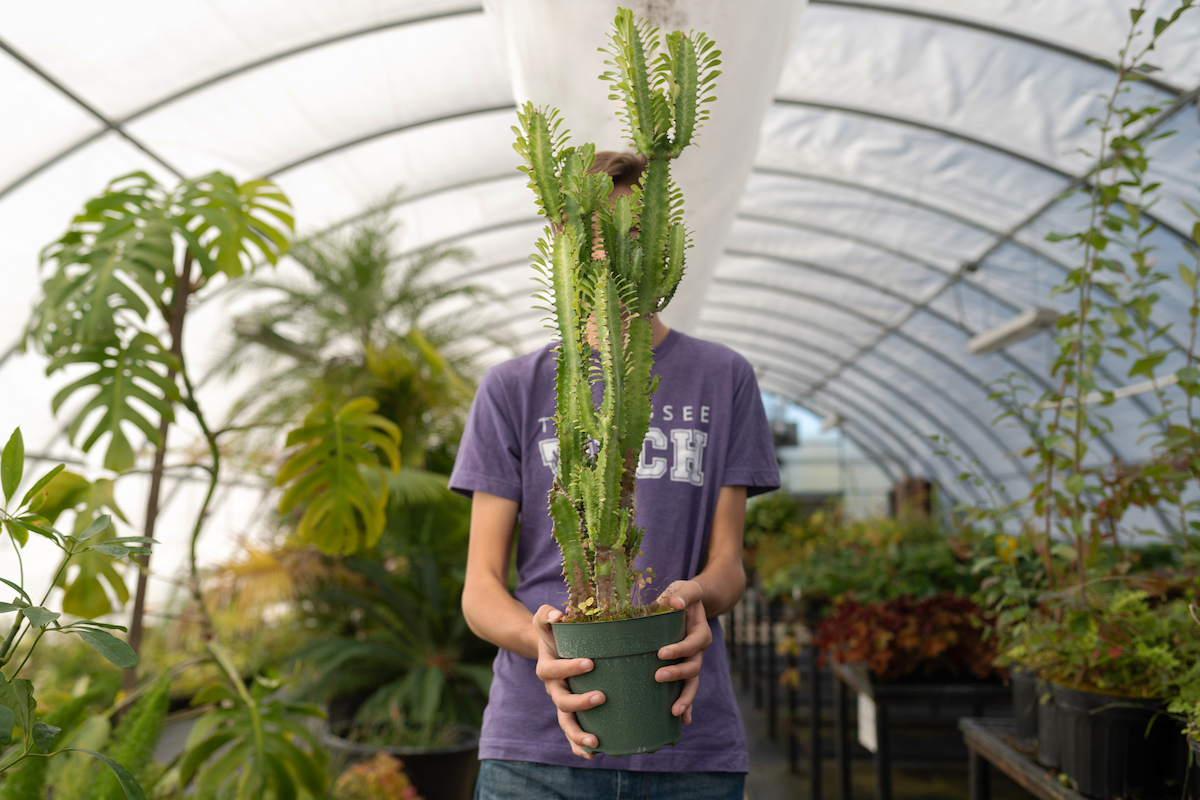 A student holds a tall plant in front of him in a greenhouse.