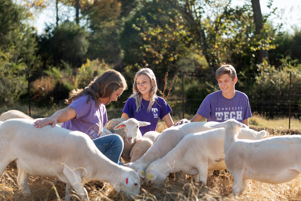 Students care for sheep during a hands-on learning experience at Tennessee Tech's Tech Farm.