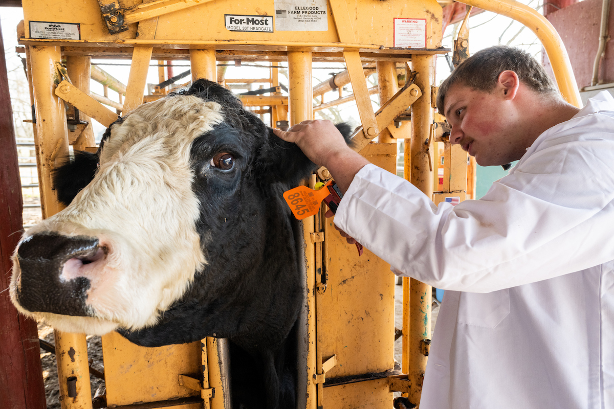Student examines and tags a cow during a hands-on animal science laboratory exercise.