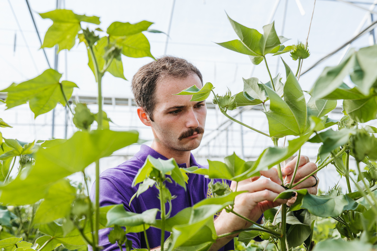 Horticulture student inspects a cotton plant while working in a Tennessee Tech greenhouse.