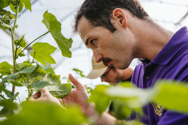 Person closely examines a plant leaf during a hands-on greenhouse learning activity.