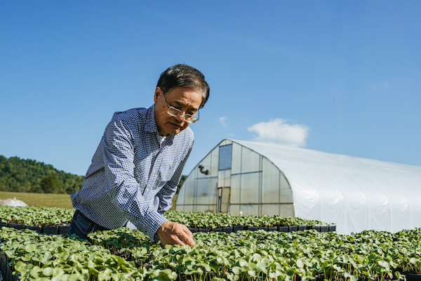 Horticulture instructor examines trays of young plants beside a greenhouse at Tennessee Tech.