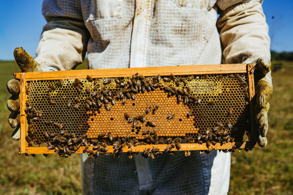 Student examines a honeycomb frame covered with bees during a hands-on beekeeping activity.