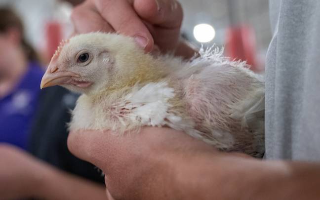 Student holds a young chicken while classmates collect data during a hands-on poultry science laboratory activity.