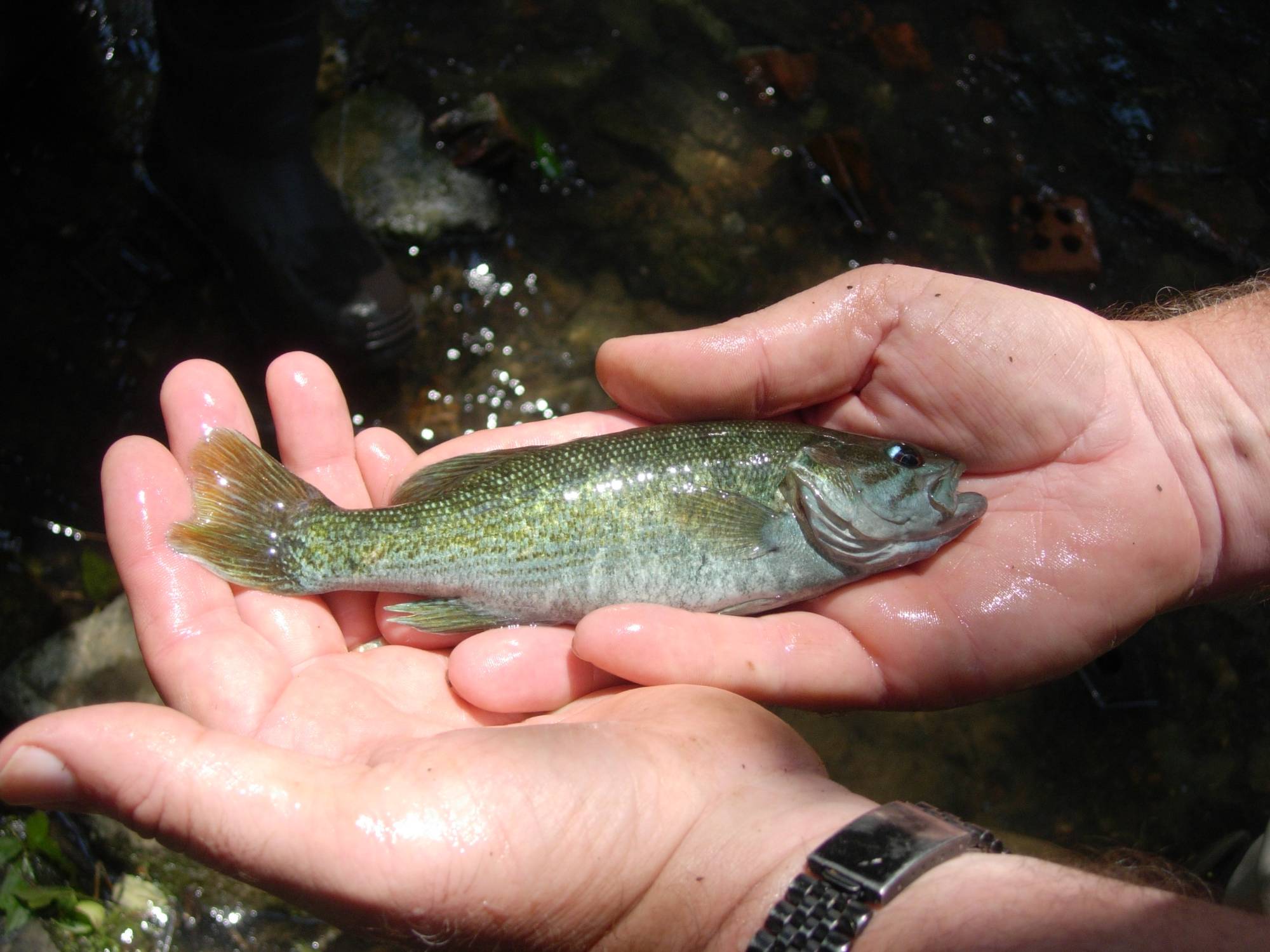 two hands gently holding a fish just above river water