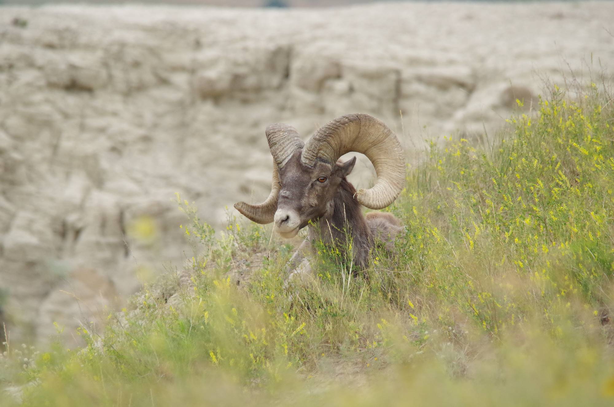 a mountain goat in a field of wildflowers