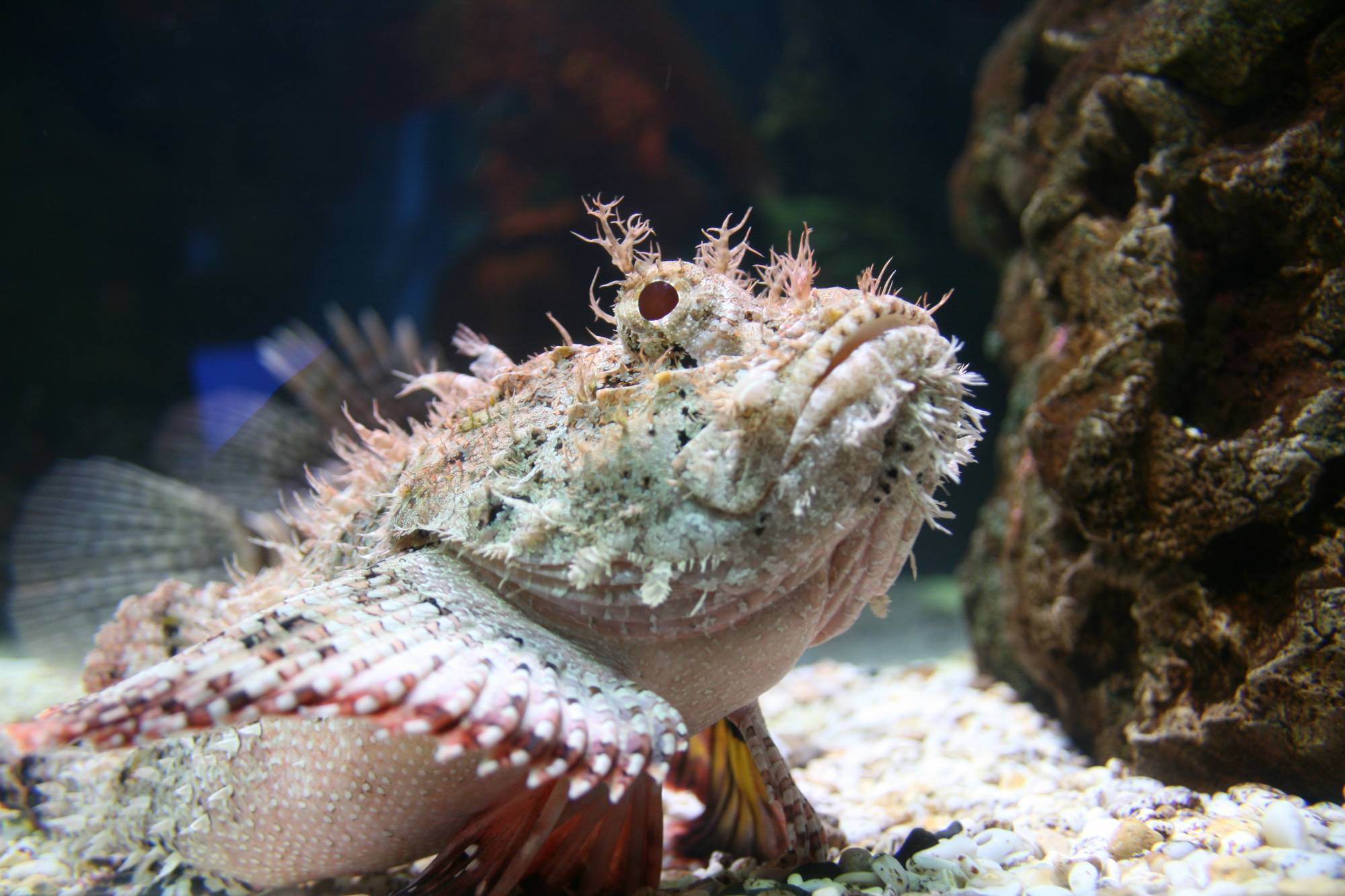 a fish with little spikes along it and a big frowning mouth