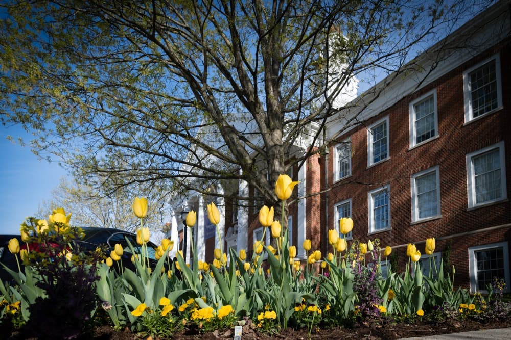 Derryberry in Spring, yellow tulips