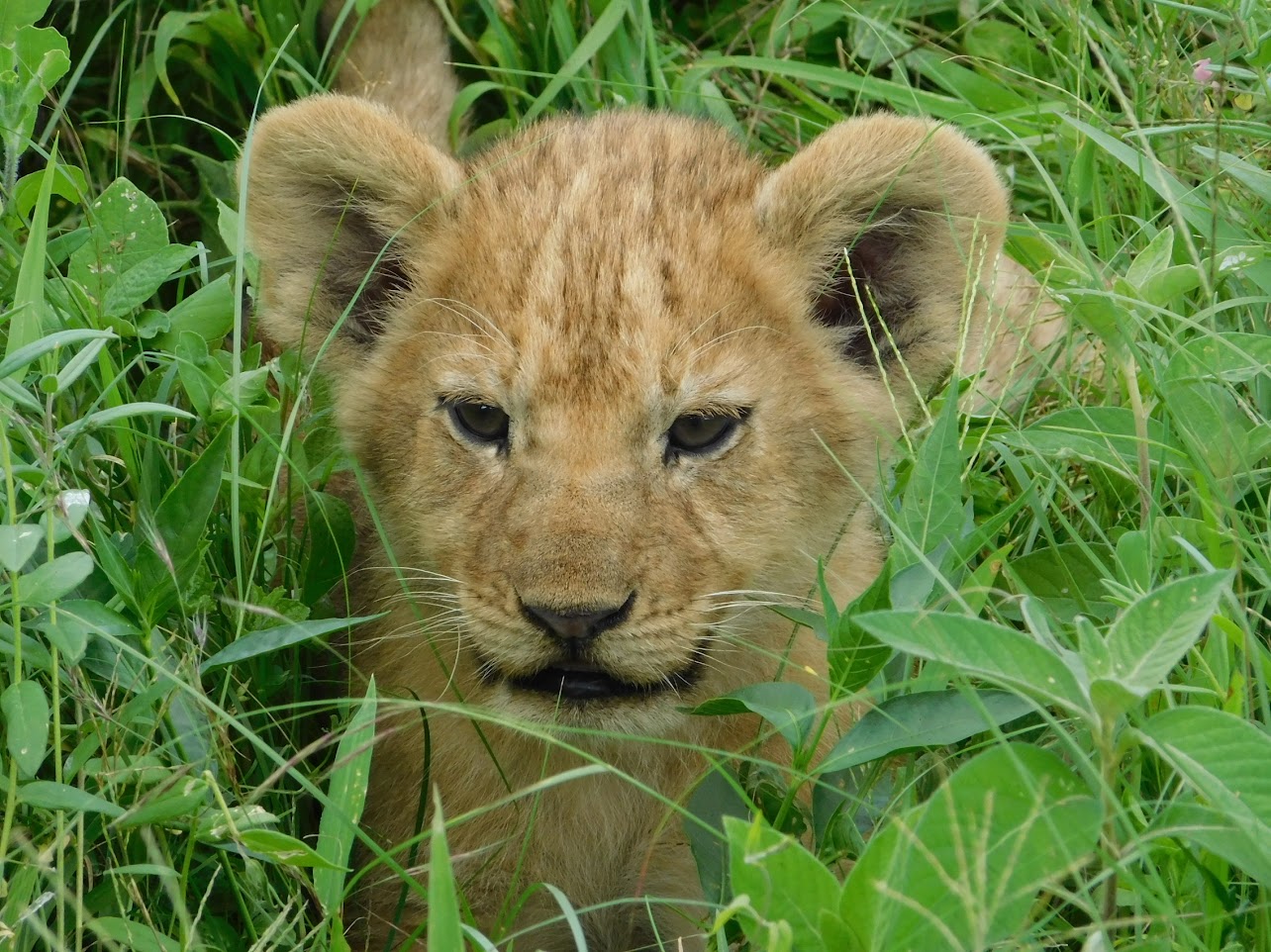 baby lion in tall grass