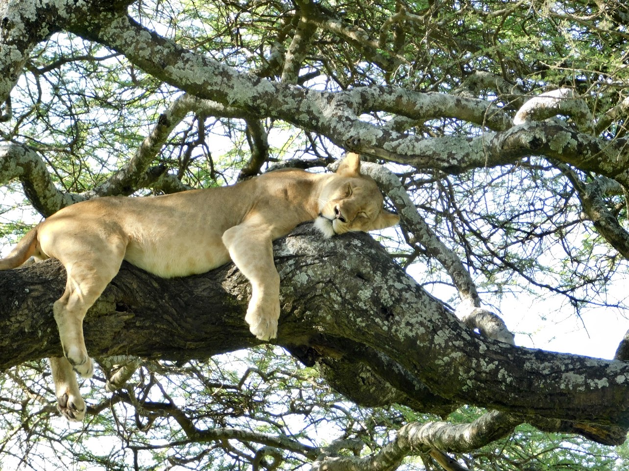lion sleeping in tree