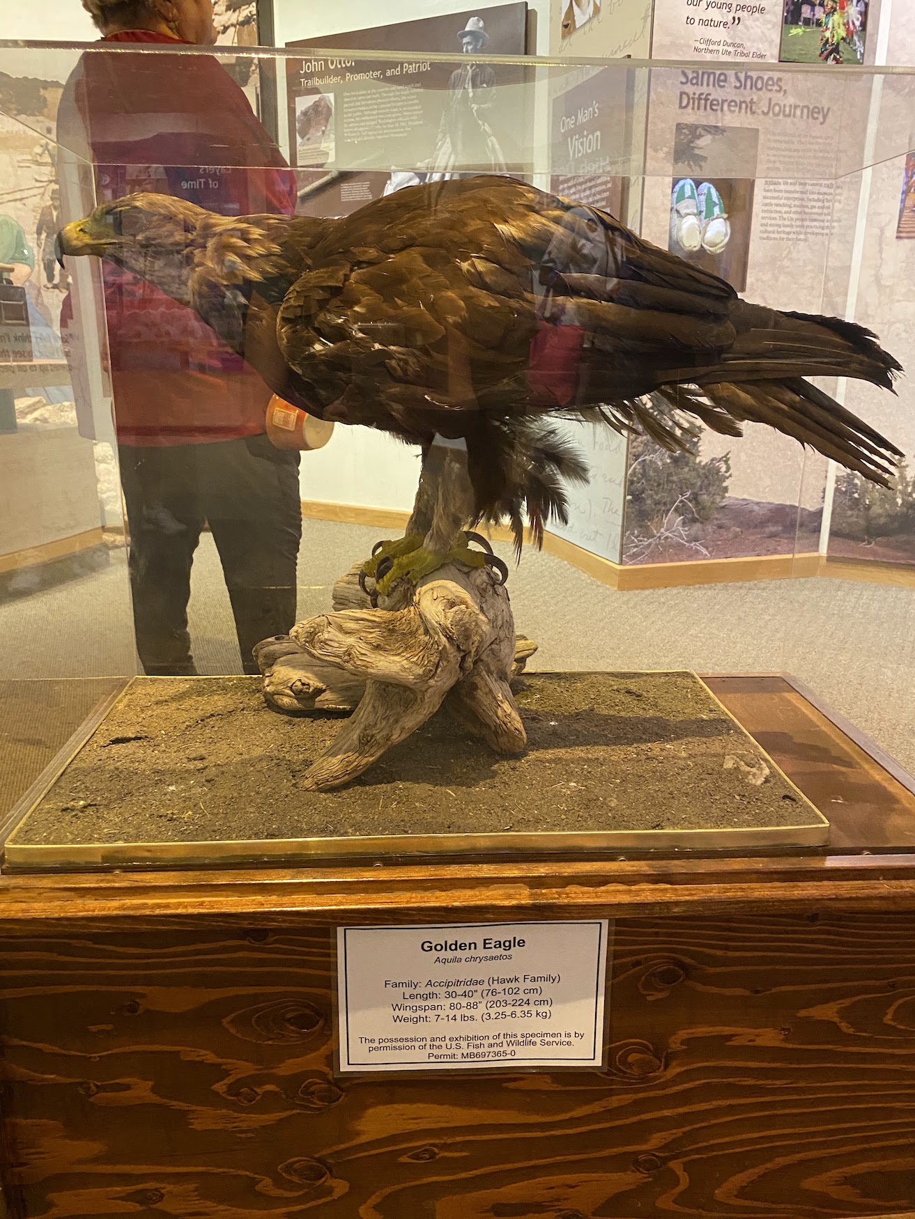 A taxidermied Golden Eagle in a case