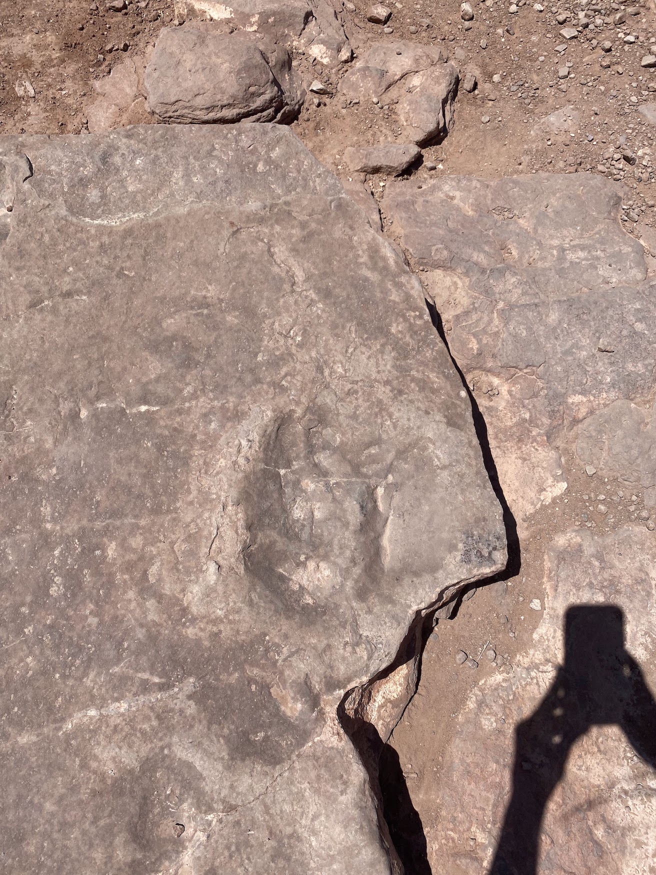 a dinosaur footprint in slickrock